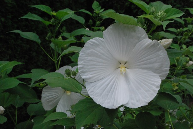 white-hibiscus.jpg