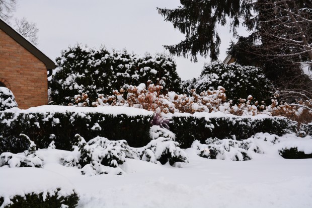 hydrangeas-in-winter.jpg