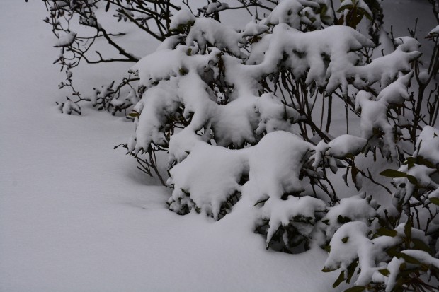 rhododendrons-under-the-snow.jpg