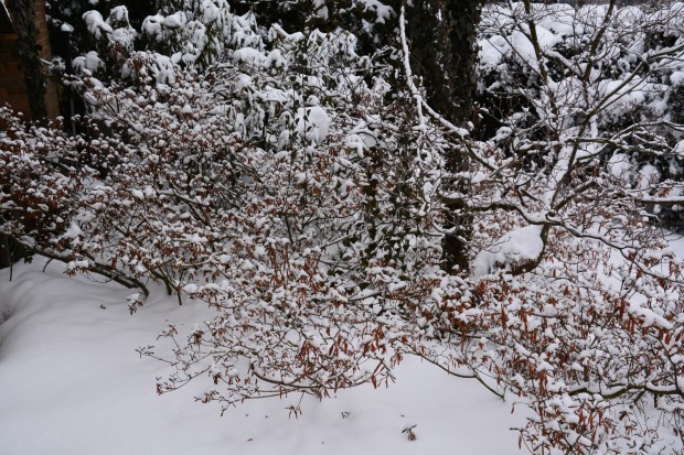 azaleas-in-winter.jpg