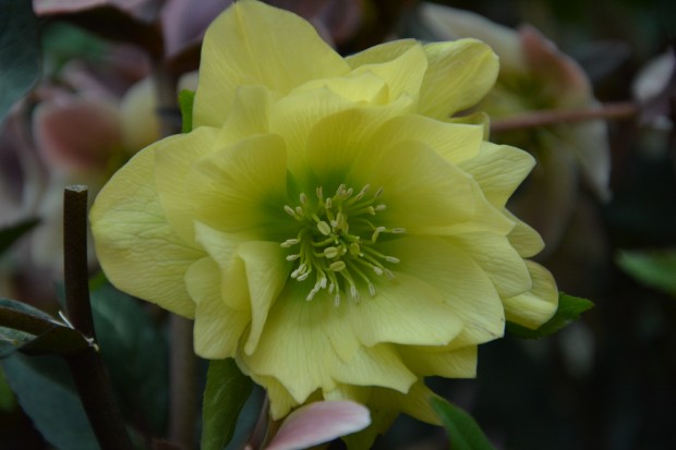 helleborus winter-jewel-Golden-Lotus.jpg