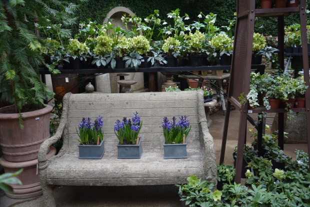 pots-of-hyacinths.jpg