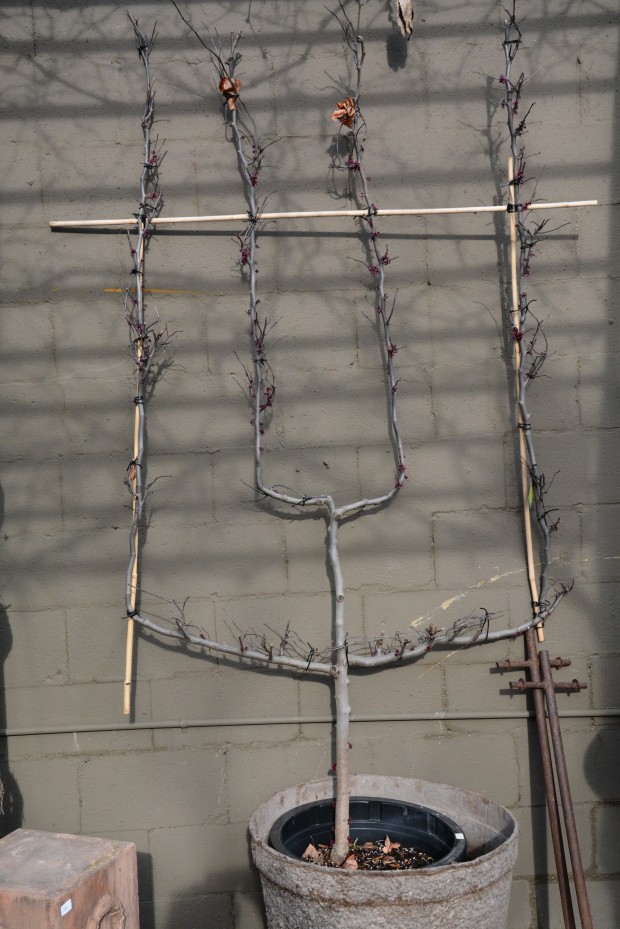 candelabra-style-redbud-espalier.jpg