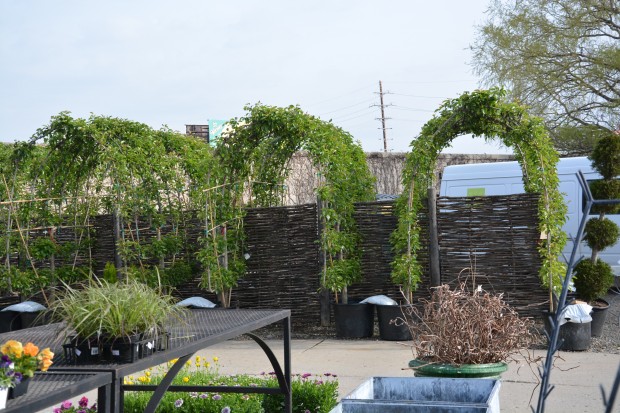 pear-espaliered-arbors.jpg