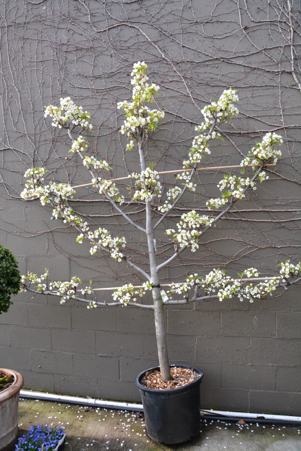 fan-pear-espalier-in-bloom.jpg