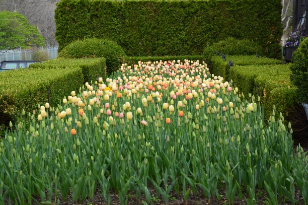mixed-tulips.jpg