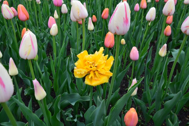 double-yellow-tulip.jpg