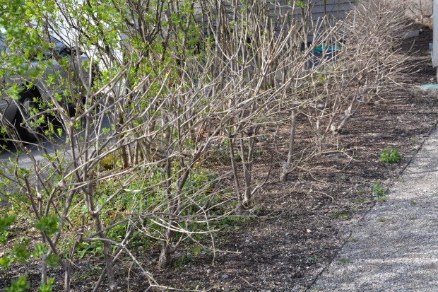 pruned-limelight-hydrangeas.jpg