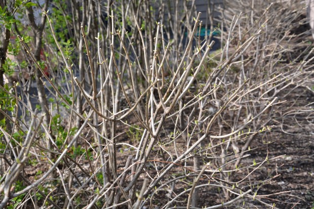 pruned-limelight-hydrangeas.jpg