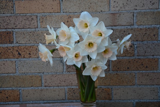 white-daffodils.jpg