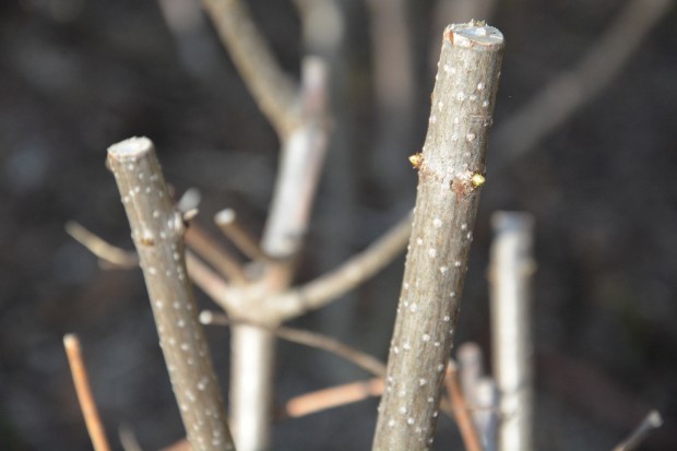 hydrangea-budding.jpg