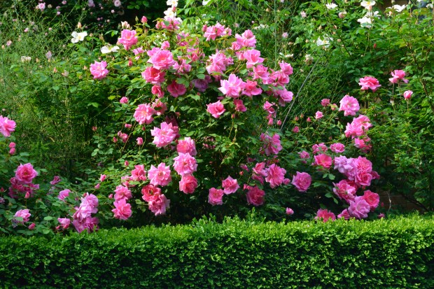 carefree-beauty-roses.jpg