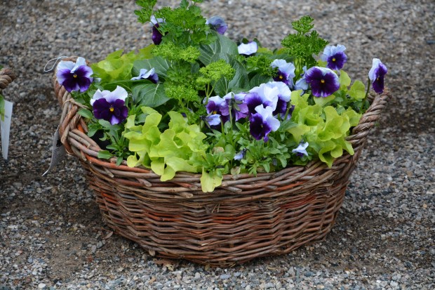 pansies-and-lettuce.jpg