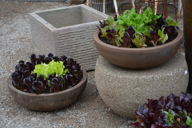 lettuce-pots.jpg