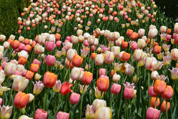 tulip-mix.jpg