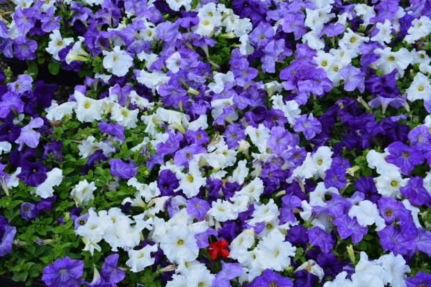 tricolor-petunias.jpg