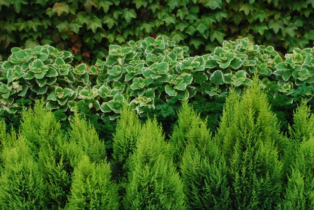 green-plants.jpg