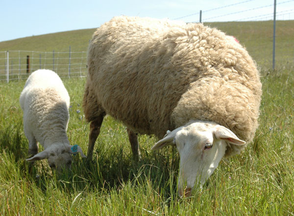 East-Friesian-sheep