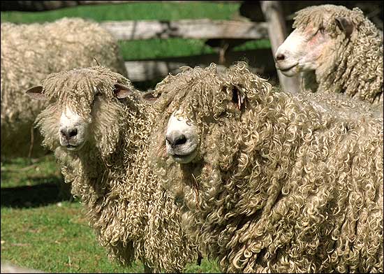 Leicester-Long-wool-Sheep