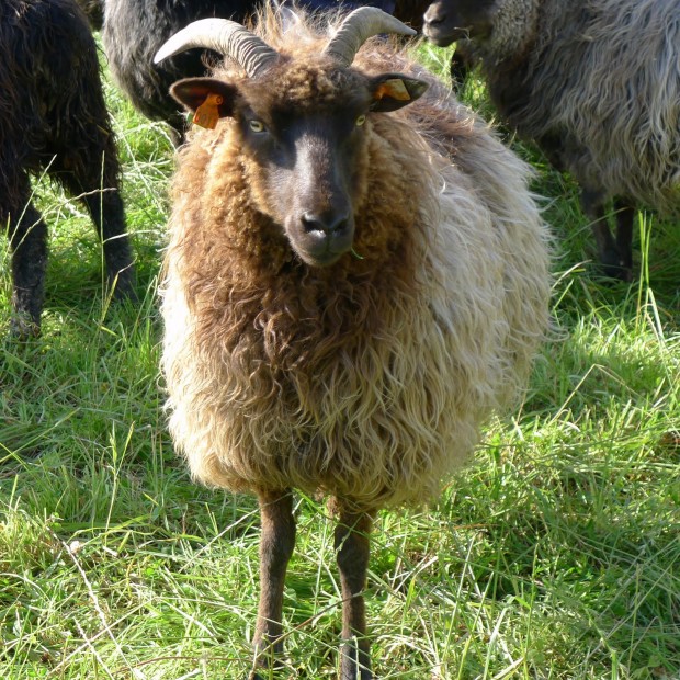Norweigan sheep breed
