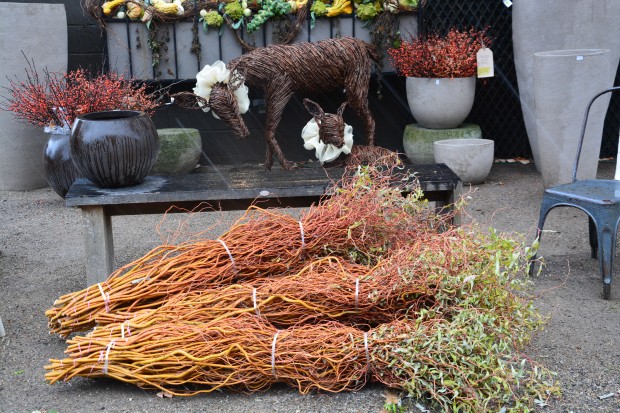red-curly-willow.jpg