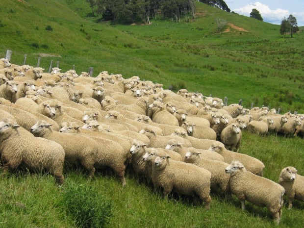 Romney sheep