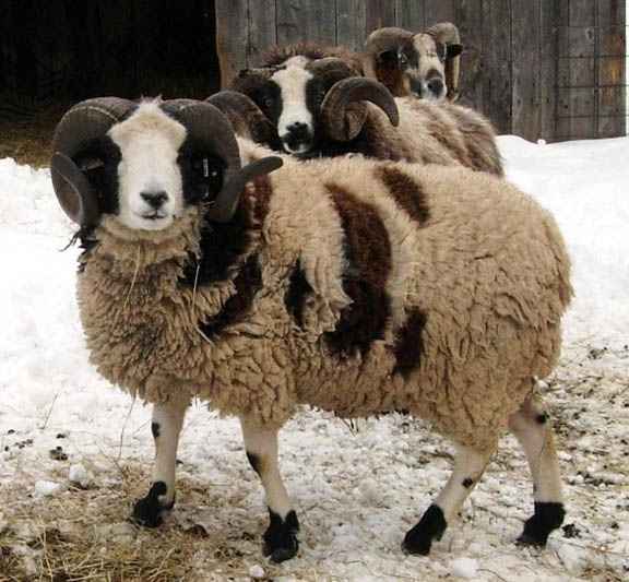 breeds-of-sheep