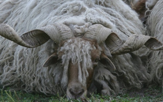 old unknown sheep breed