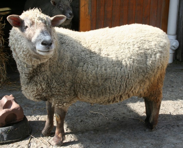 sheep1