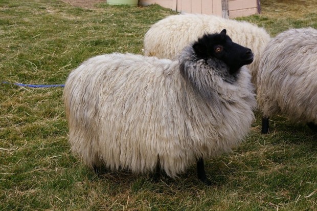 shetland sheep