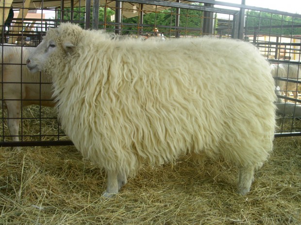 slovakian sheep