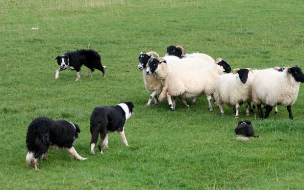 herding-dogs.jpg