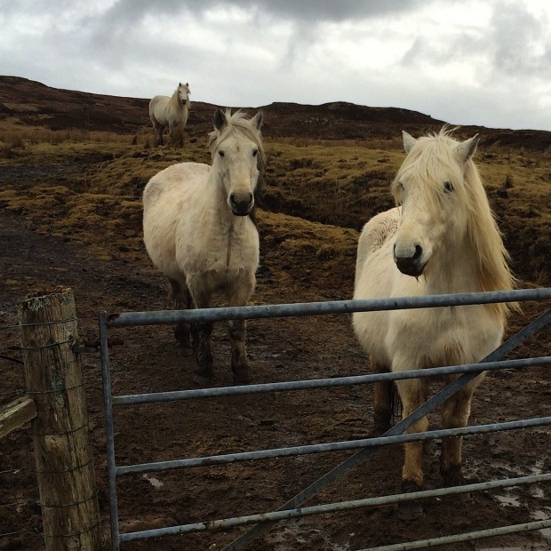 Scottish ponies