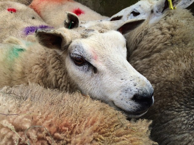 Scottish sheep 2015