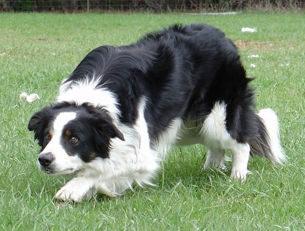 border-collie-giving-the-ey