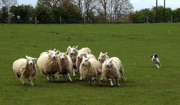herding-dog.jpg