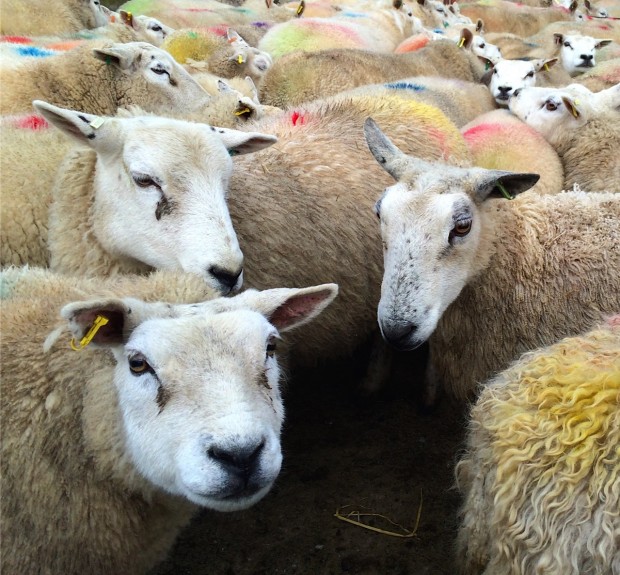 sheep in Cumbria 2015  3