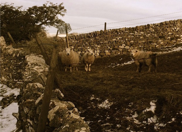 sheep in Cumbria 2015