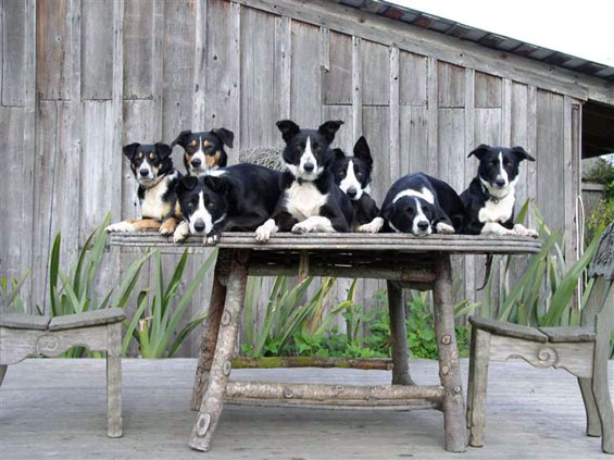 willow-farm-sheep-dogs3