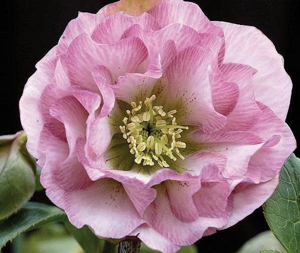 hellebores_double_pink_strain__84306