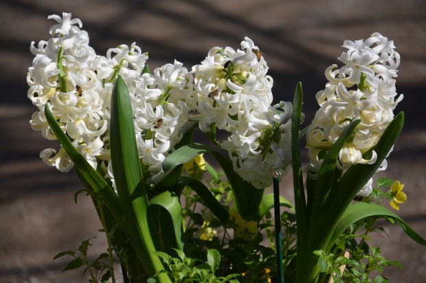 Hyacinths blooming