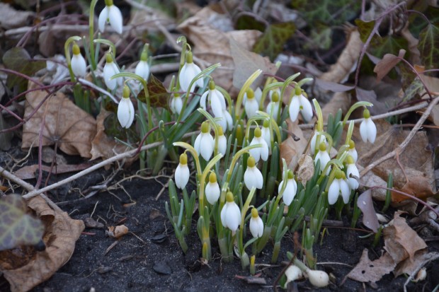 snowdrops