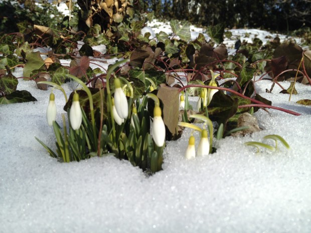 snowdrops in spring