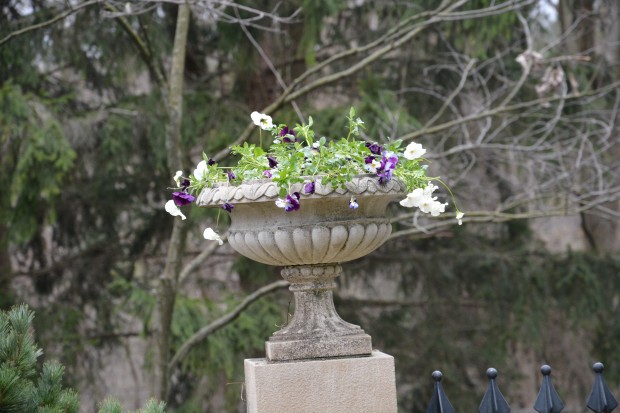 spring pots April 2015 (18)