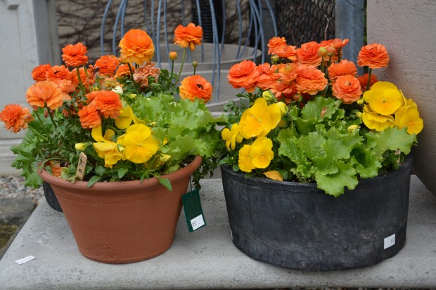 spring pots April 2015 (20)