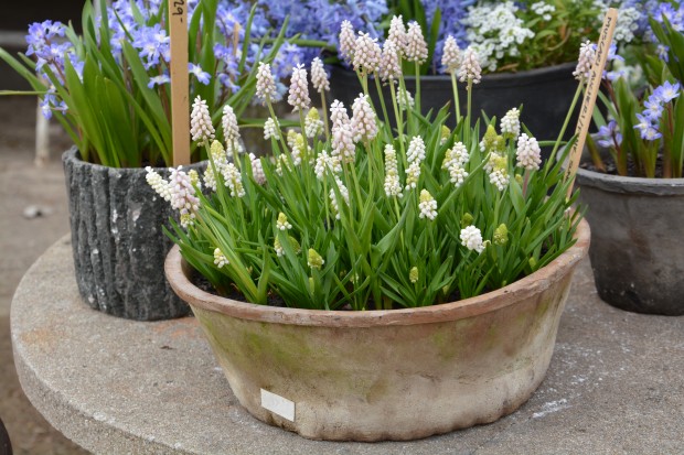 spring pots April 2015 (23)