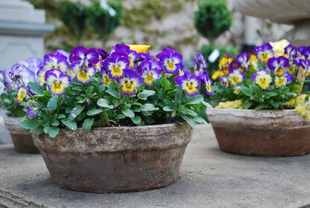 favorite spring pots (17)