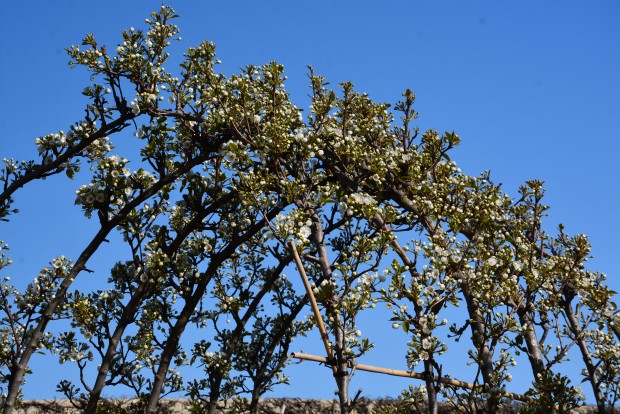 pear espaliered arbors (5)