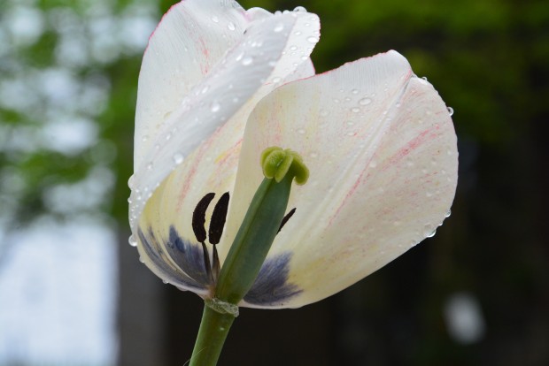 the 2015 tulips (11)