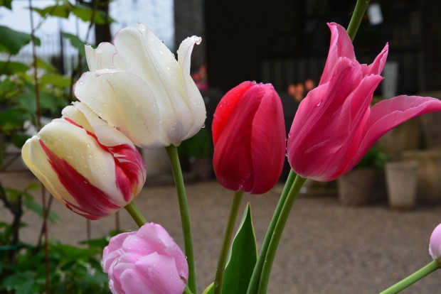 the 2015 tulips (12)